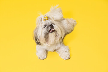 Image showing Cute shih tzu is sitting on the yellow background. Shih Tzu the Chrysanthemum Dog