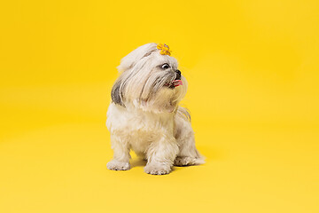 Image showing Cute shih tzu is sitting on the yellow background. Shih Tzu the Chrysanthemum Dog