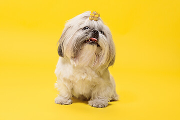 Image showing Cute shih tzu is sitting on the yellow background. Shih Tzu the Chrysanthemum Dog