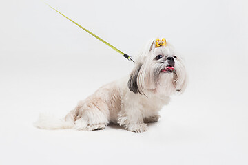 Image showing Cute shih tzu is sitting on the yellow background. Shih Tzu the Chrysanthemum Dog