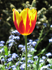 Image showing red and yellow tulip