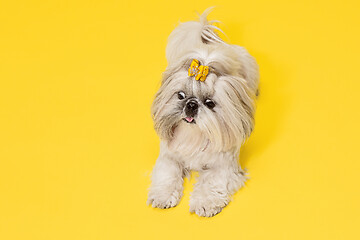 Image showing Cute shih tzu is sitting on the yellow background. Shih Tzu the Chrysanthemum Dog