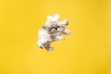 Image showing Cute shih tzu is sitting on the yellow background. Shih Tzu the Chrysanthemum Dog