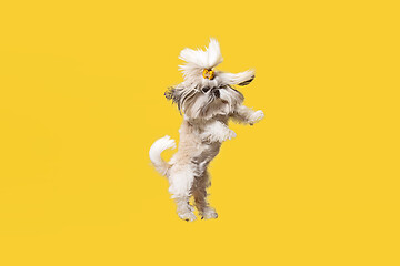 Image showing Cute shih tzu is sitting on the yellow background. Shih Tzu the Chrysanthemum Dog