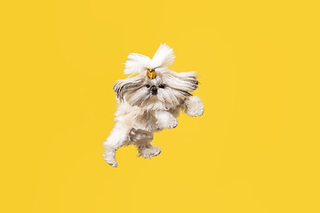 Image showing Cute shih tzu is sitting on the yellow background. Shih Tzu the Chrysanthemum Dog