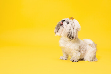 Image showing Cute shih tzu is sitting on the yellow background. Shih Tzu the Chrysanthemum Dog