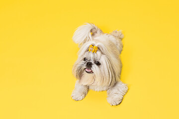 Image showing Cute shih tzu is sitting on the yellow background. Shih Tzu the Chrysanthemum Dog