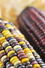 Image showing Indian corn