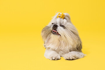 Image showing Cute shih tzu is sitting on the yellow background. Shih Tzu the Chrysanthemum Dog