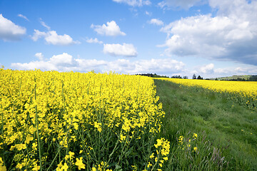 Image showing rape field spring background