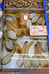 Image showing Geoducks in Water