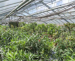 Image showing sunny greenhouse scenery