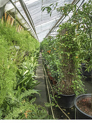 Image showing sunny greenhouse scenery