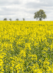 Image showing field of rapeseed at spring time