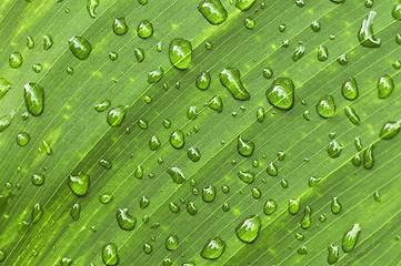 Image showing Green leaf background with raindrops