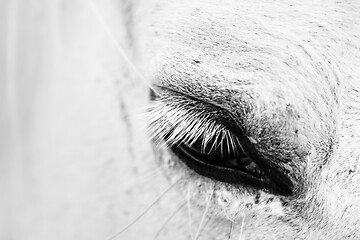 Image showing Detail macro photo of a white horse