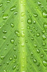 Image showing Green leaf background with raindrops