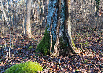 Image showing Big tree trunk with growing Ivy roots