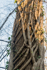 Image showing Ivy roots climbing upwards a tree trunk