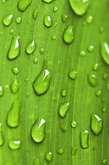 Image showing Green leaf background with raindrops