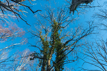 Image showing Ivy covered tree top