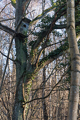 Image showing Nest box for owls in a tree