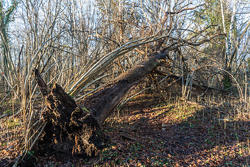 Image showing Fallen weathered tree trunk in a forest