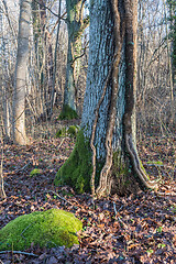 Image showing Ivy roots on a big tree trunk