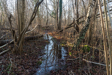 Image showing Footpath with puddles in a forest