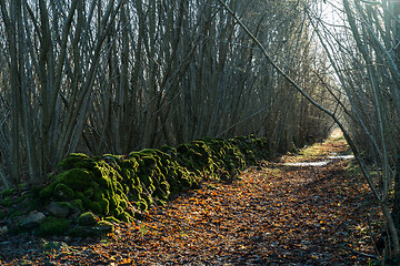 Image showing Sunlit moss covered dry stone wall