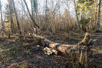 Image showing Old fallen tree trunk