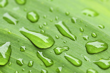 Image showing Green leaf background with raindrops