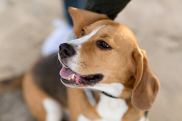 Image showing close up of beagle dog