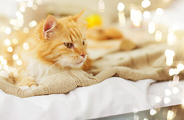 Image showing red tabby cat lying on blanket at home in winter