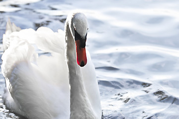 Image showing White swan