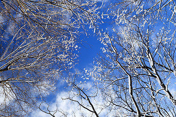 Image showing Winter trees and blue sky