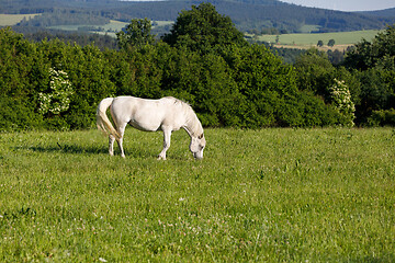 Image showing white horse is grazing in a spring meadow