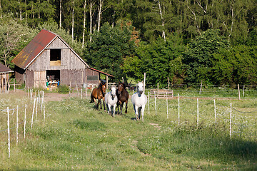 Image showing beautiful herd of horses in farm