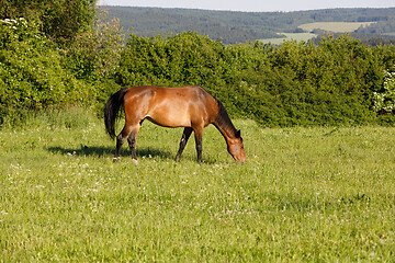 Image showing brown horse is grazing in a spring meadow