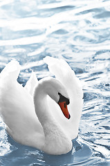 Image showing White swan