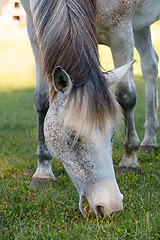 Image showing white horse is grazing in a spring meadow