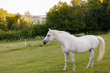 Image showing white horse is grazing in a spring meadow