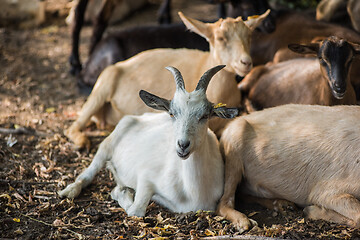 Image showing goats in farm