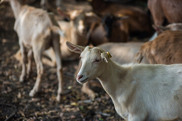 Image showing goats in farm