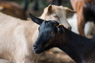 Image showing goats in farm