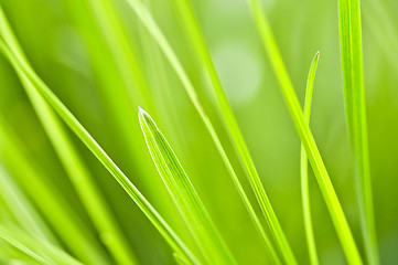 Image showing Green grass background