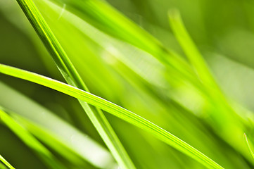 Image showing Green grass background