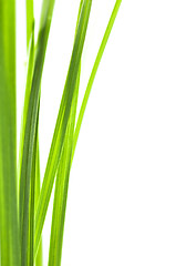 Image showing Green grass blades