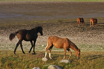 Image showing Horses in a field in Sweden in the summer