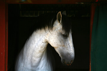 Image showing White horse head